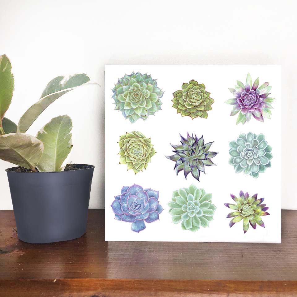 Succulent card photo