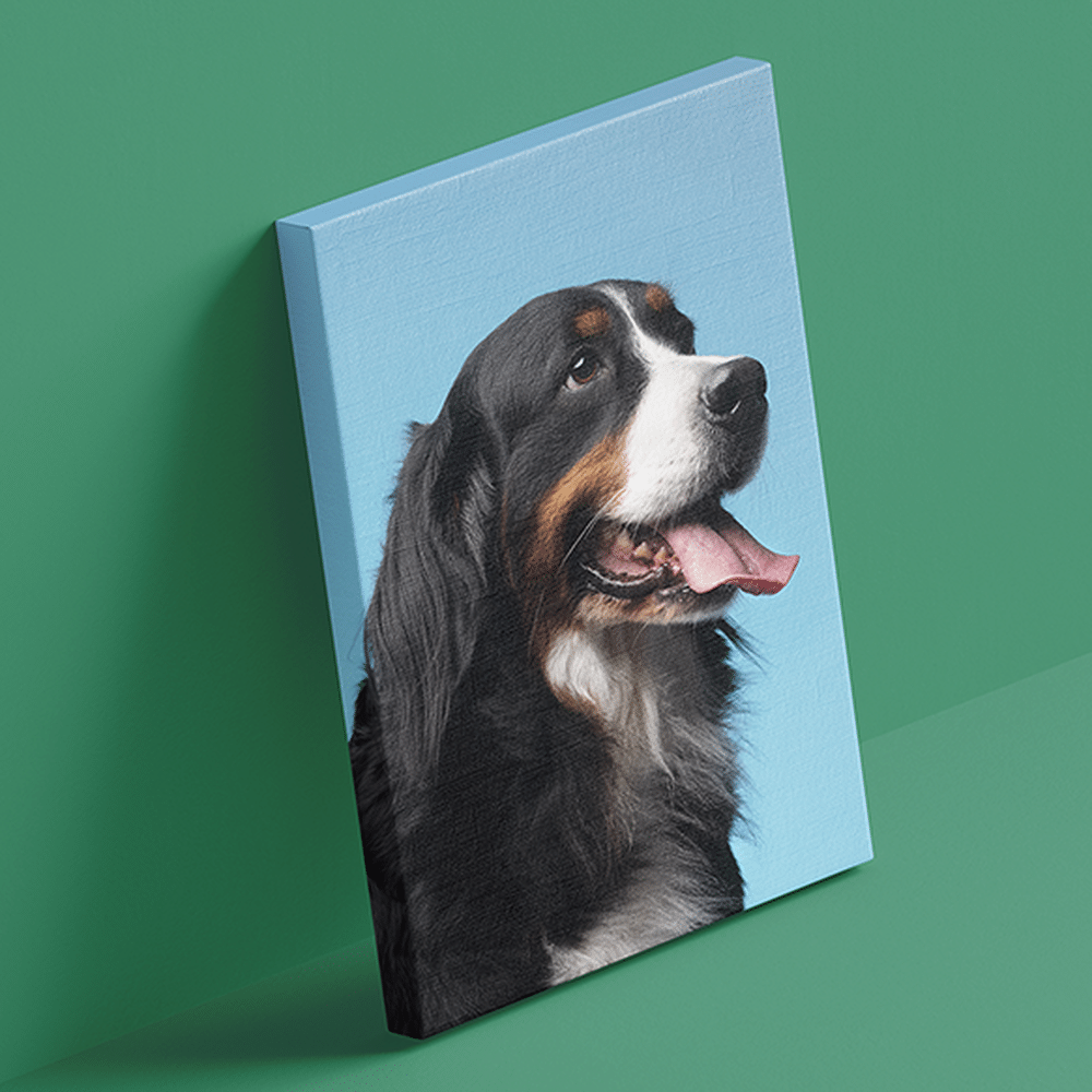 A Canvas Print of a Bernese Mountain Dog.